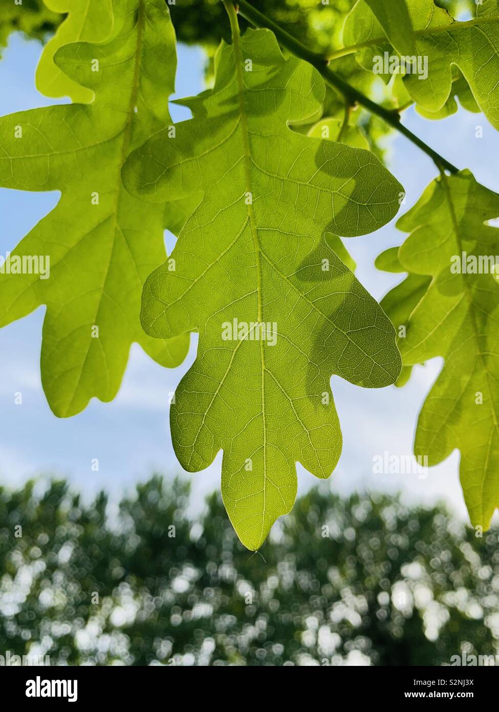 Oak tree leaf retour éclairées par le soleil du soir - Image de stock capturée avec un smartphone