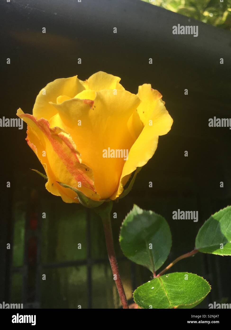 Rose jaune planté pour ma mère Banque D'Images
