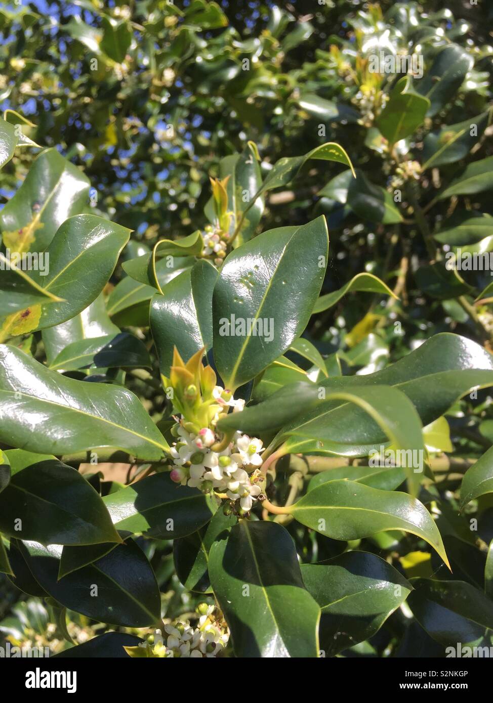 Buisson de houx en fleurs Banque D'Images