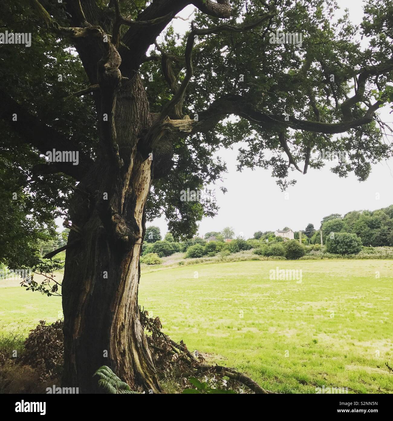 Bel arbre Banque D'Images