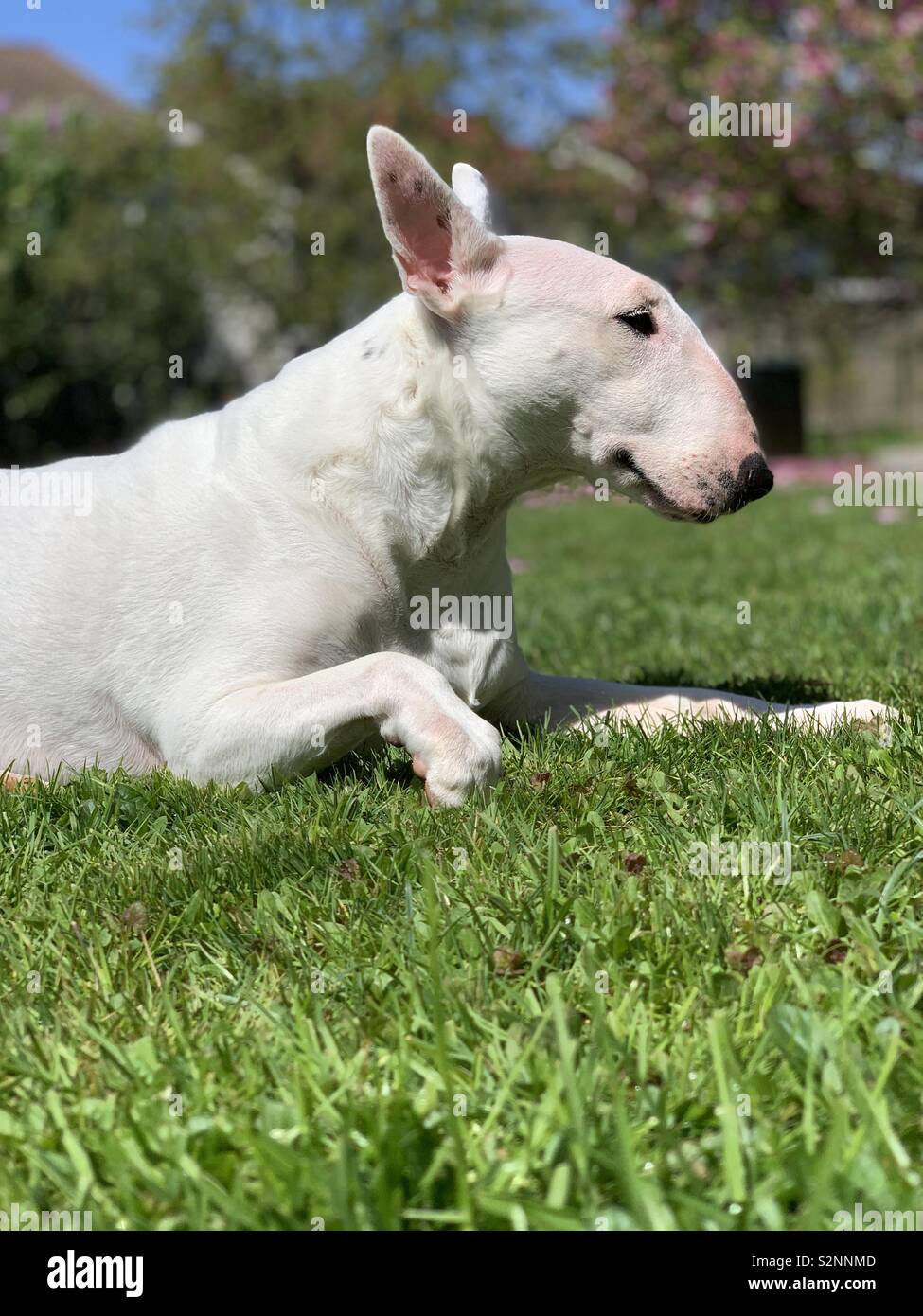 Bull Terrier Chien Dans Le Jardin Photo Stock Alamy