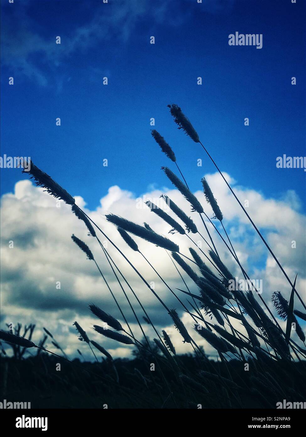 Herbes longues contre un ciel nuageux Banque D'Images