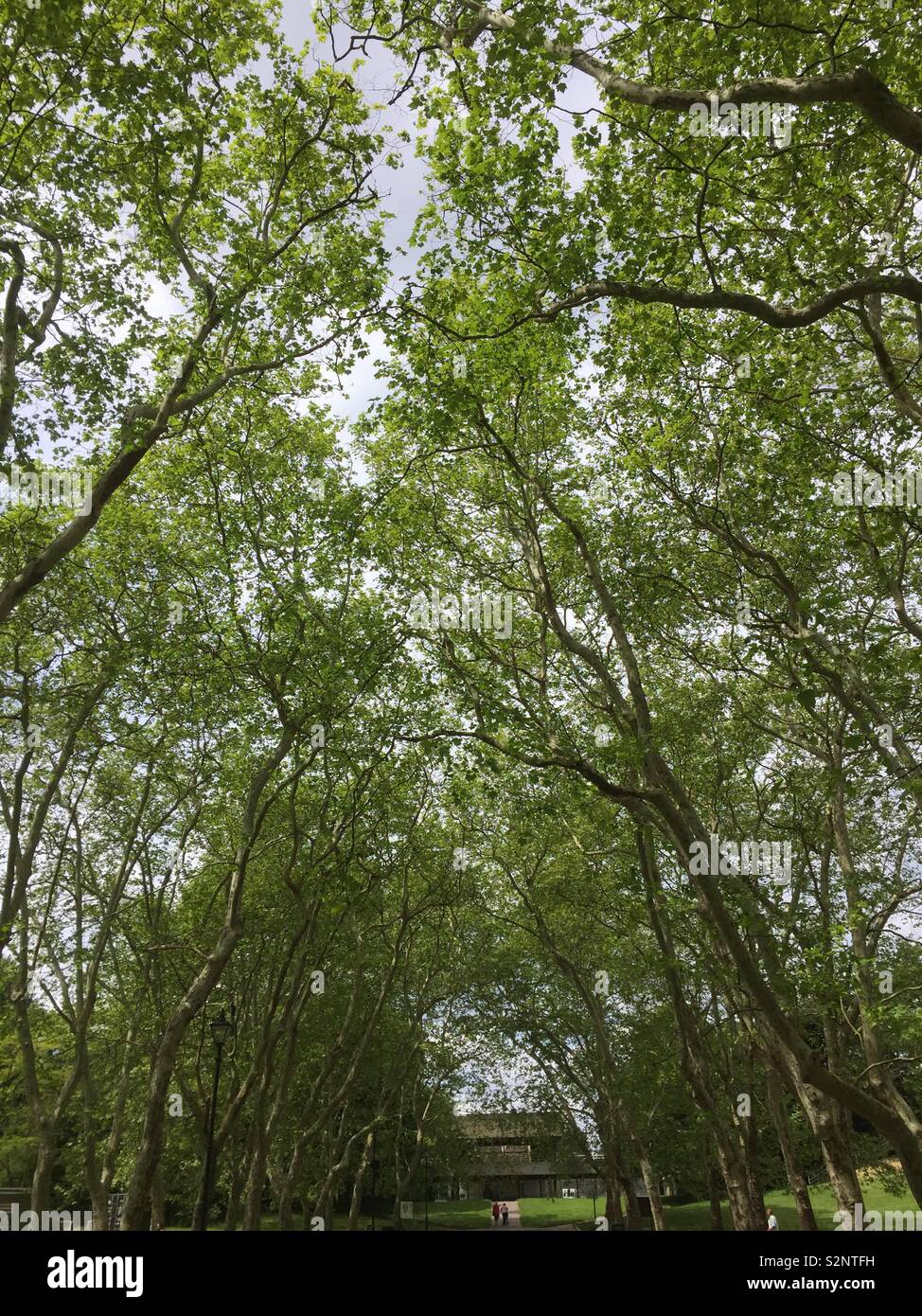 Crystal Palace Park Mai 2919 arbres vert couvert Banque D'Images