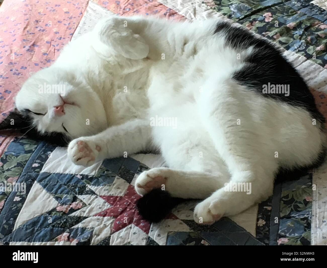 Sieste De Chat Photo Stock Alamy