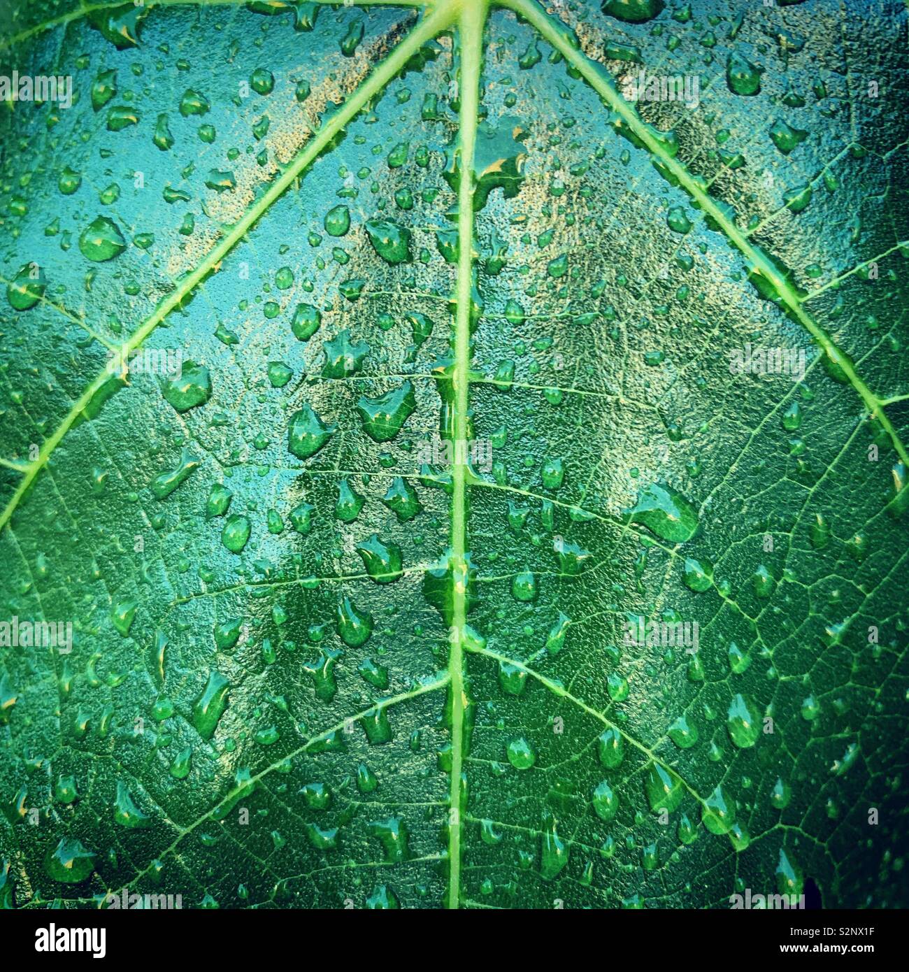 Gouttes de pluie sur une feuille de figuier - Image de stock capturée avec un smartphone