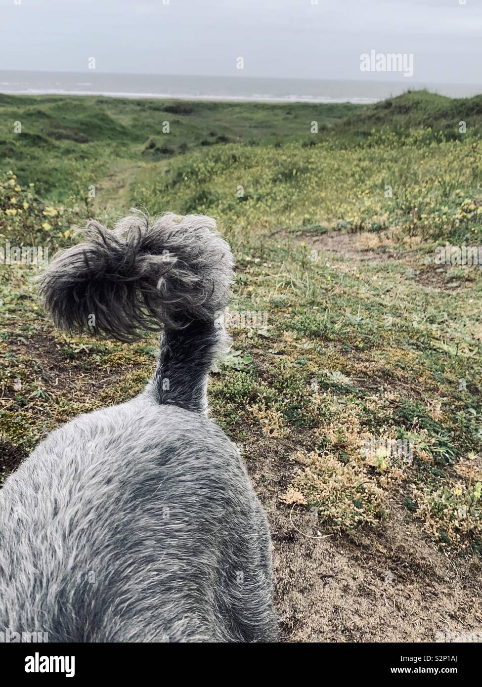 Schnauzer nain chien queue touffue Banque D'Images