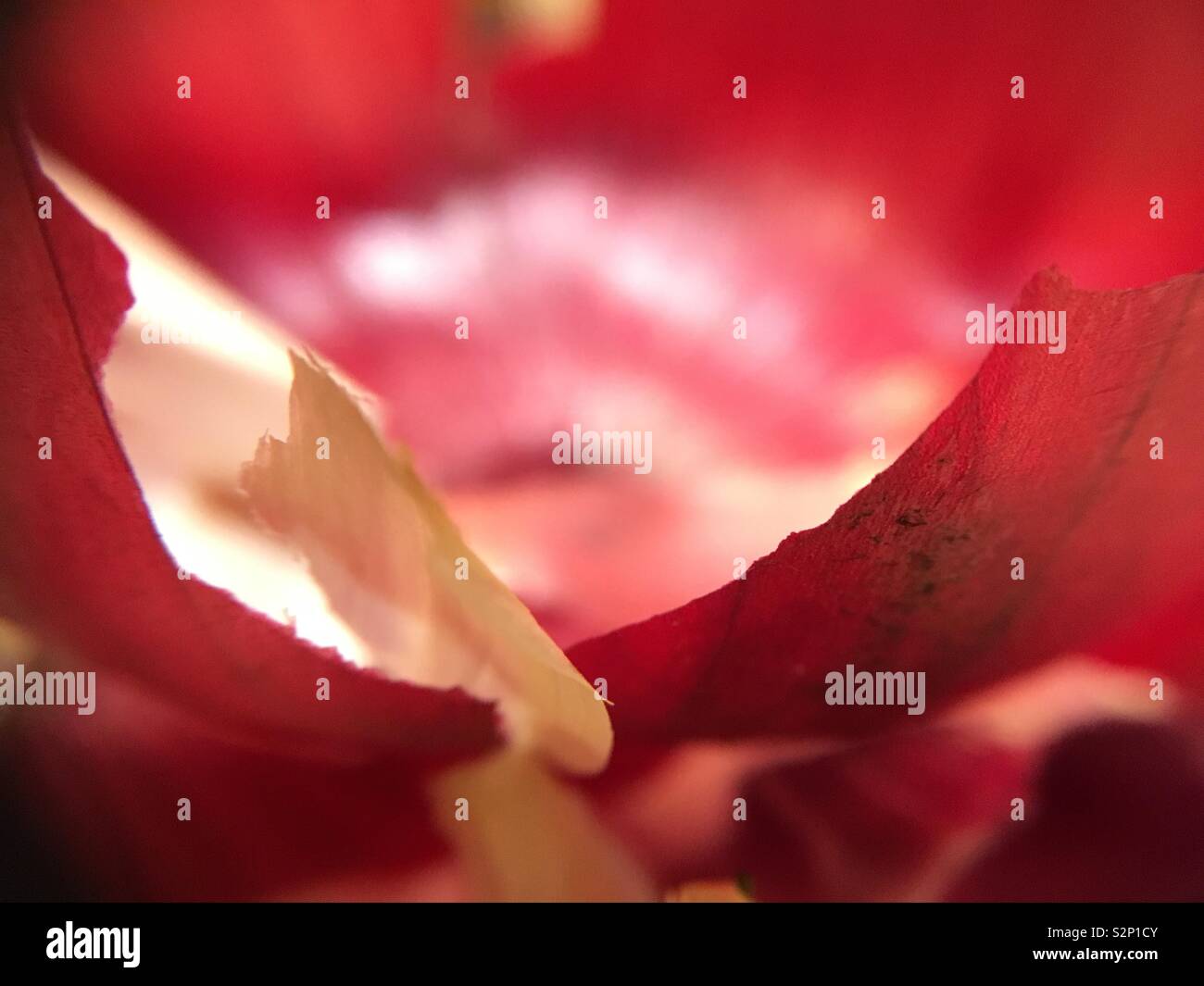 Low angle macro-vision d'un rouge violacé et faire revenir l'oignon peaux. Banque D'Images
