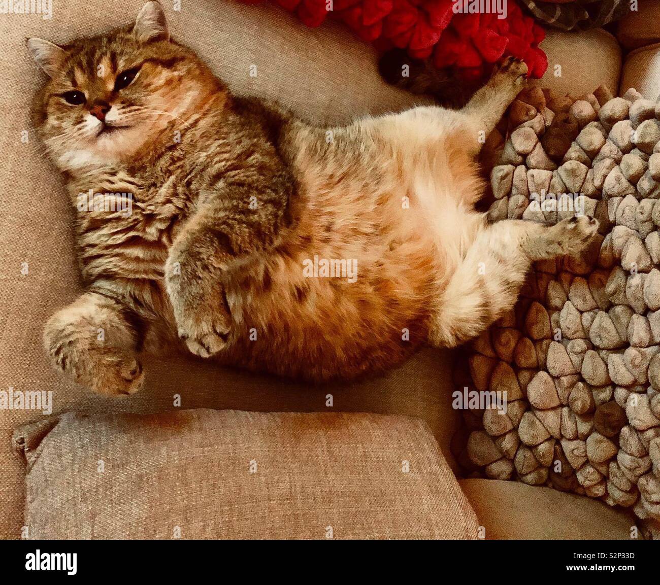 Le chat Jasper réfrigérés totalement sur le canapé Banque D'Images