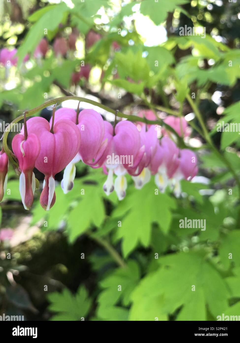 Au début du printemps, le Cœur-bloom Banque D'Images