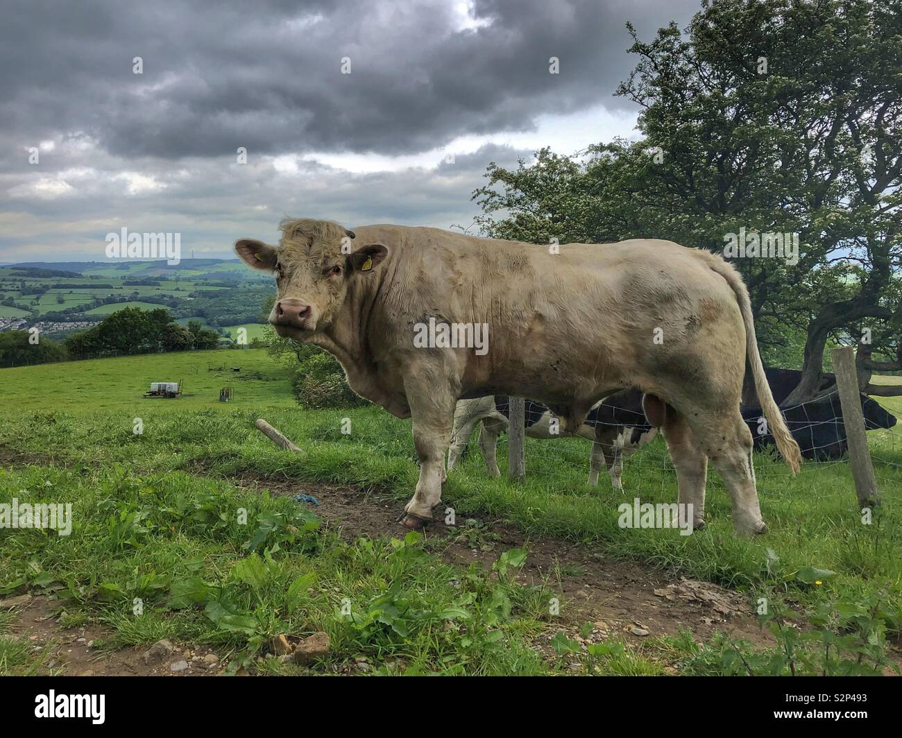 Un taureau sur Otley Chevin West Yorkshire - Image de stock capturée avec un smartphone