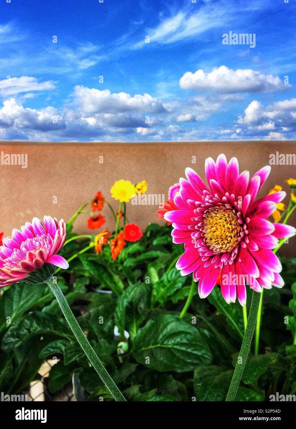 Des fleurs dans un jardin clos - Image de stock capturée avec un smartphone
