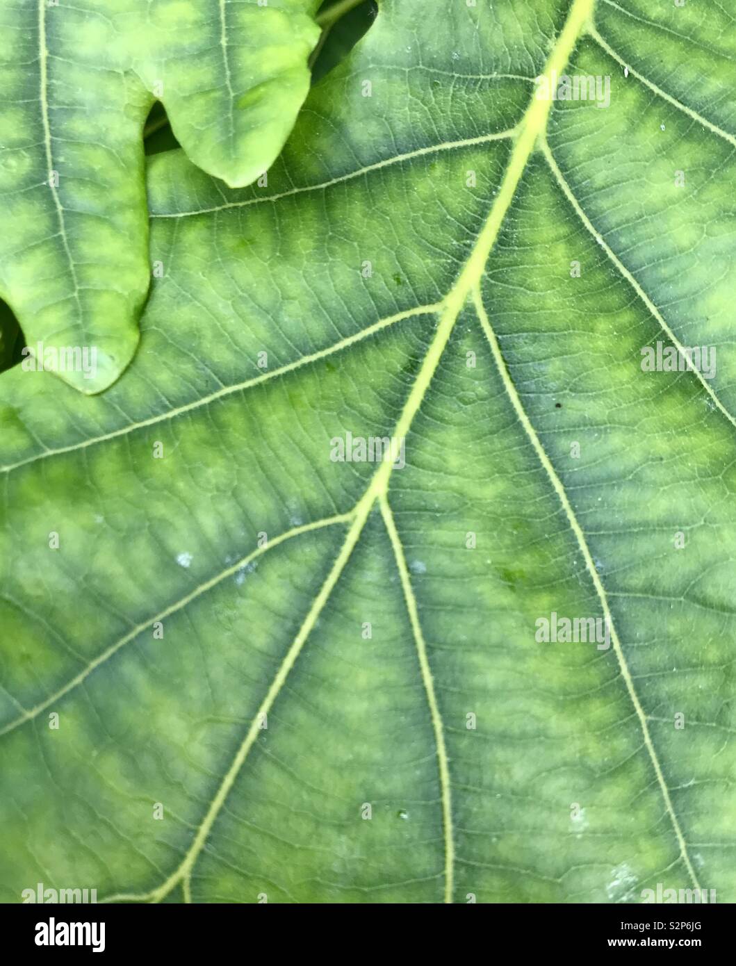 Close up des veines dans une feuille de chêne Banque D'Images