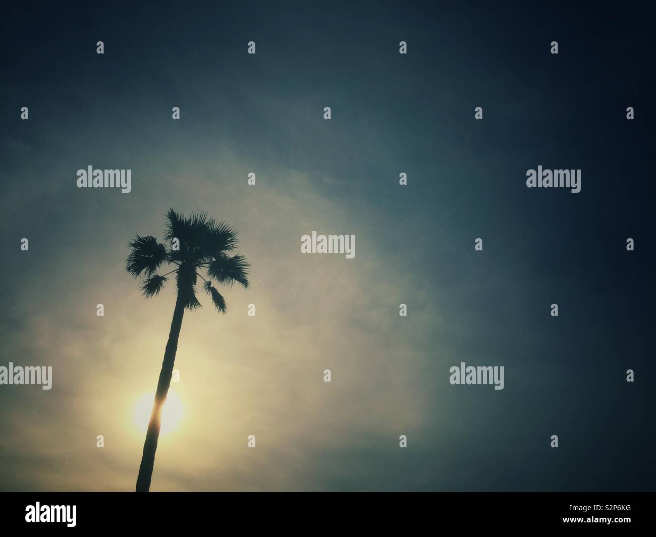 Palm tree silhouetted against clear sky Banque D'Images