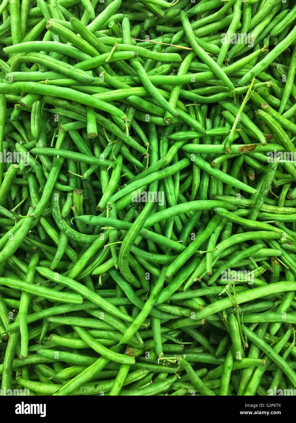 Full Frame de beaucoup de matières premières fraîches mûres parfaite les haricots verts. Banque D'Images
