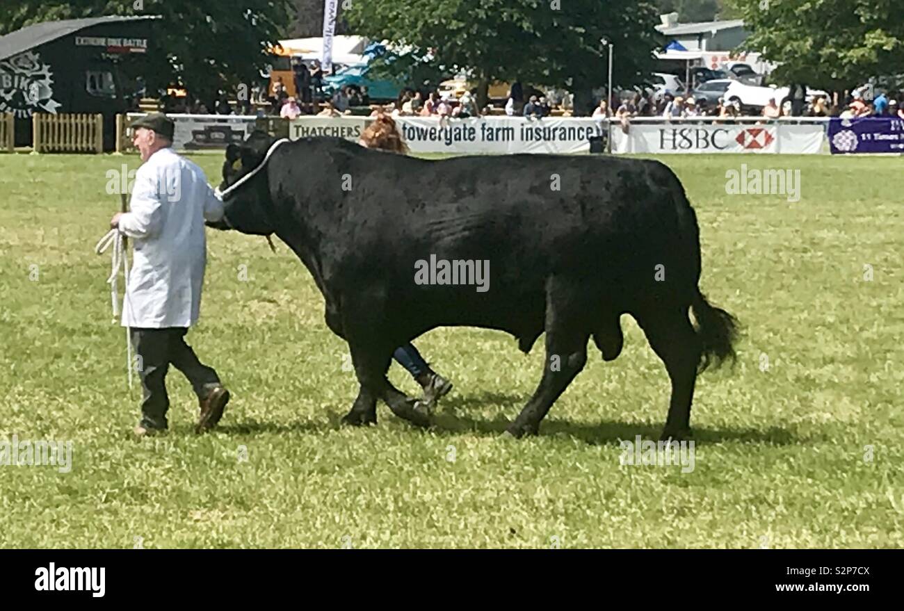 Aberdeen Angus bull à la baignoire et west show - Image de stock capturée avec un smartphone