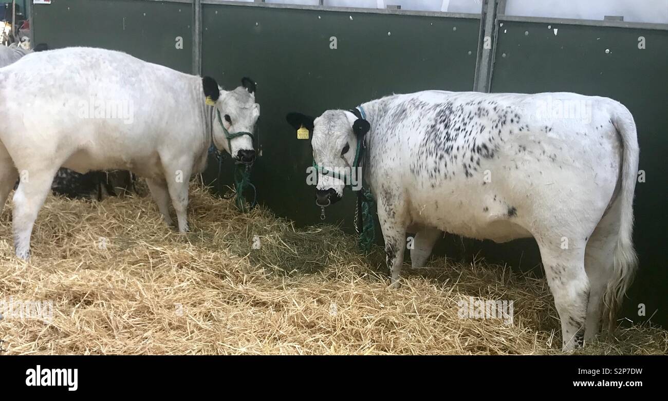 Le bétail à la baignoire et west show - Image de stock capturée avec un smartphone