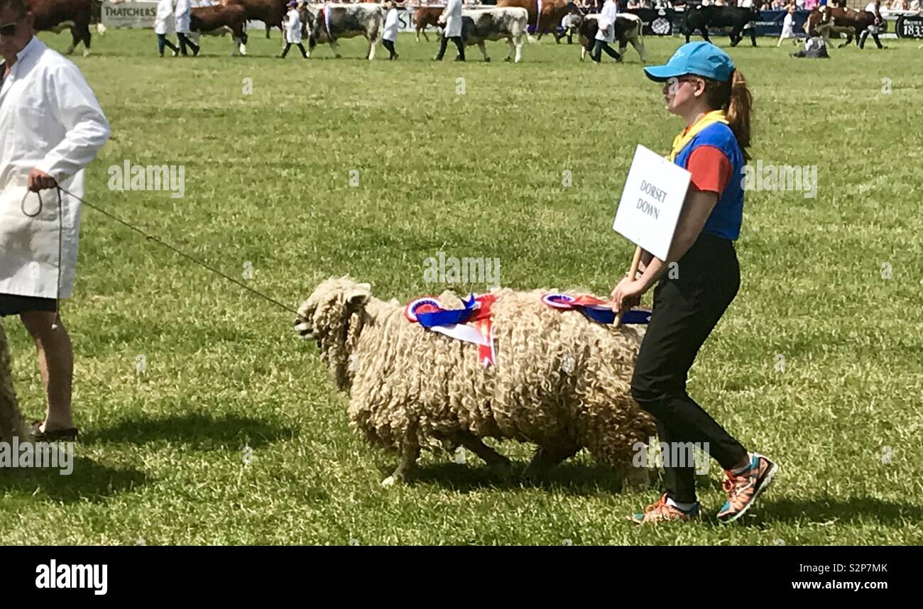 Défilé de l'élevage à la baignoire et west show - Image de stock capturée avec un smartphone