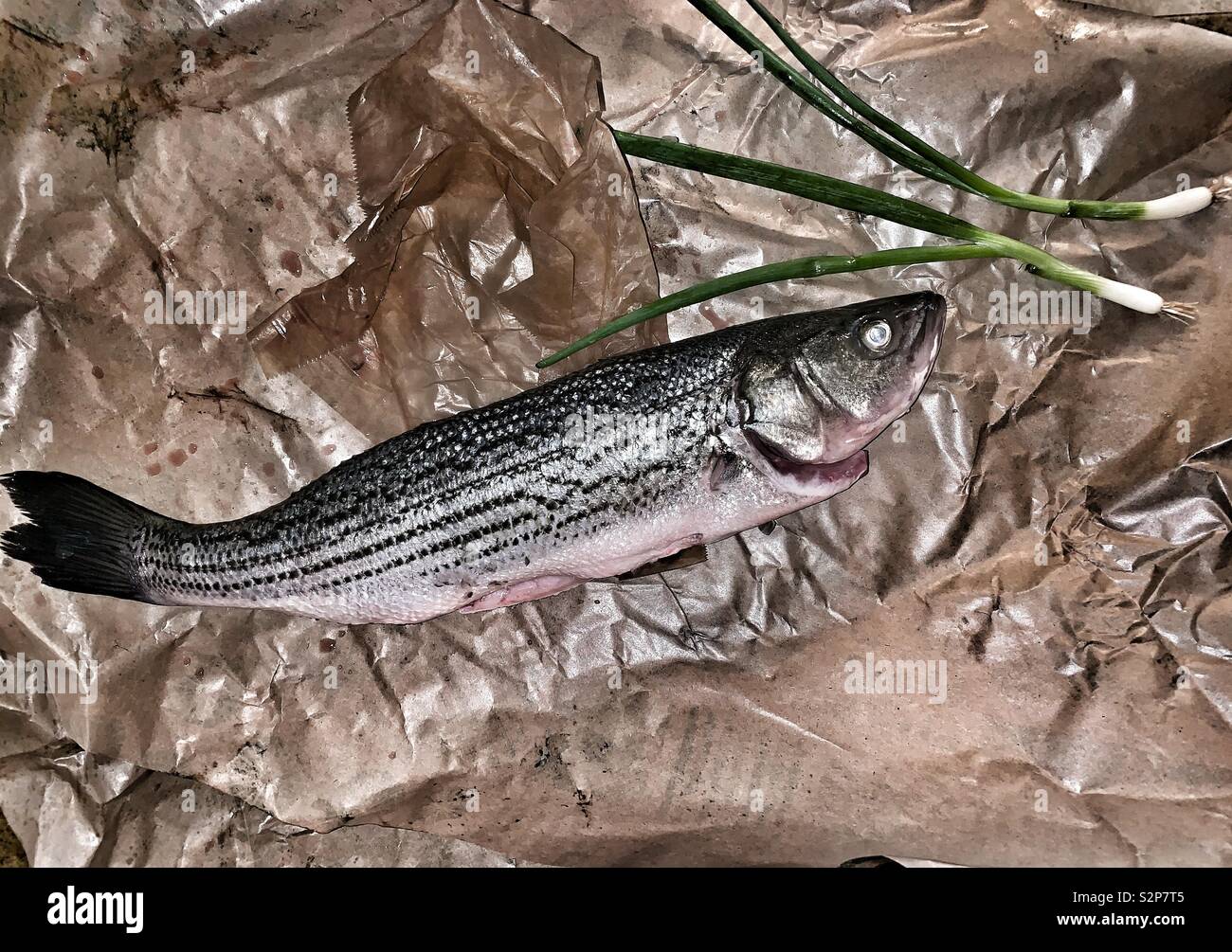 Stripped bass poisson frais entier sur papier préparé pour la cuisson Banque D'Images
