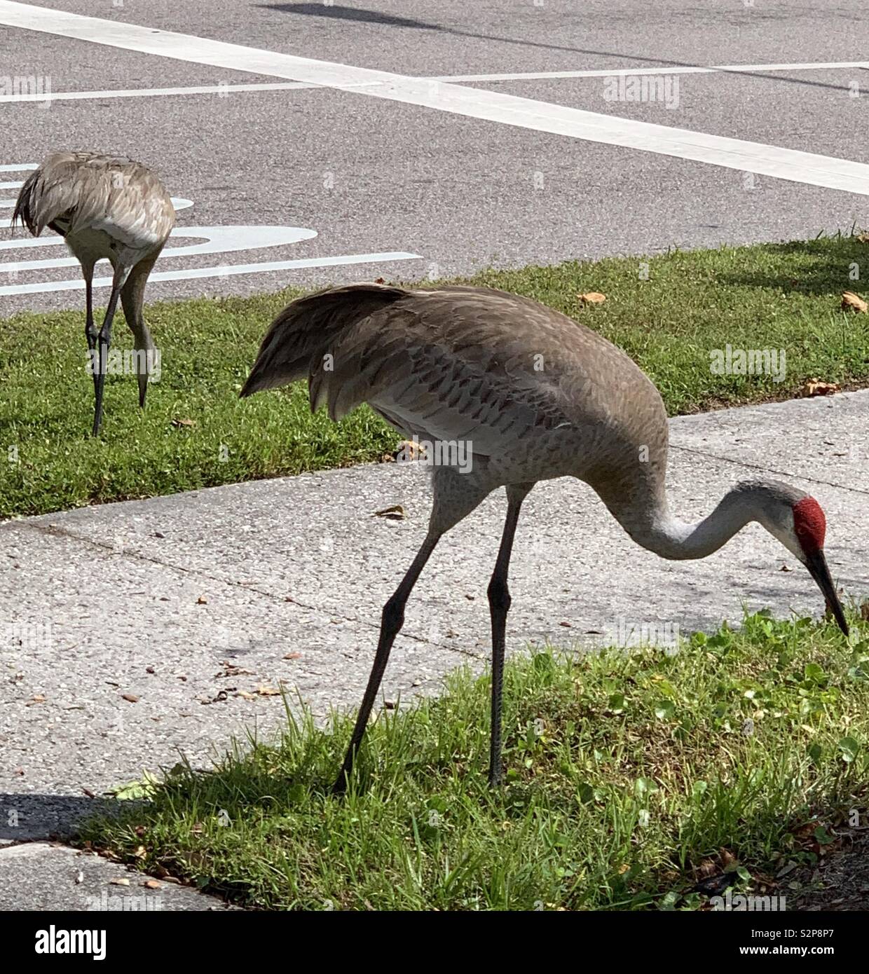La grue d'une route près de pâturage à Orlando, Floride Banque D'Images