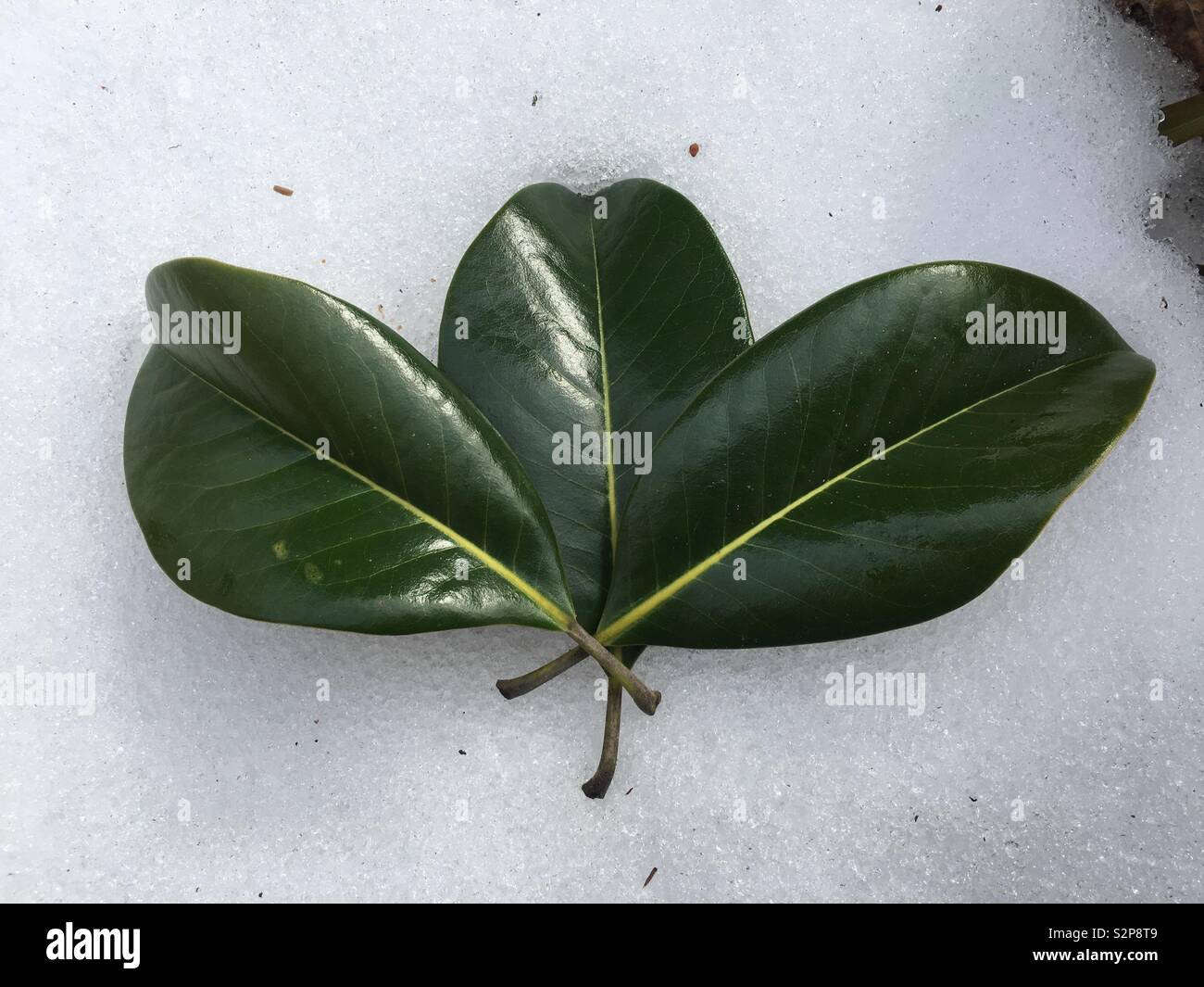 Evergreen feuilles contre la neige magnolia Banque D'Images