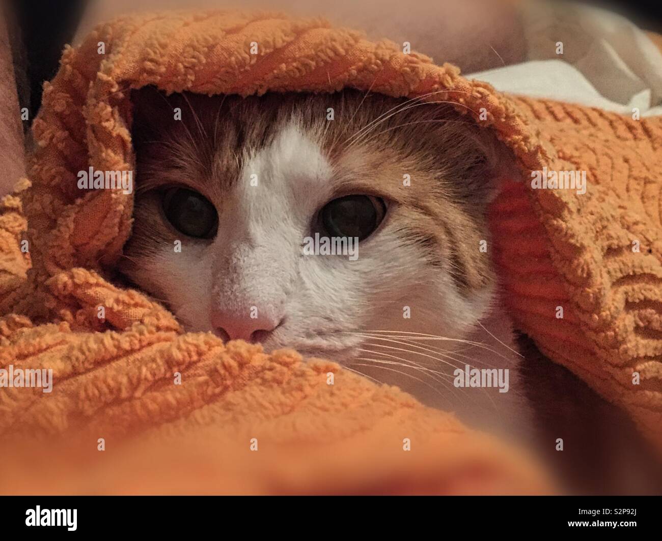 Le Chat Du Desert Photo Stock Alamy