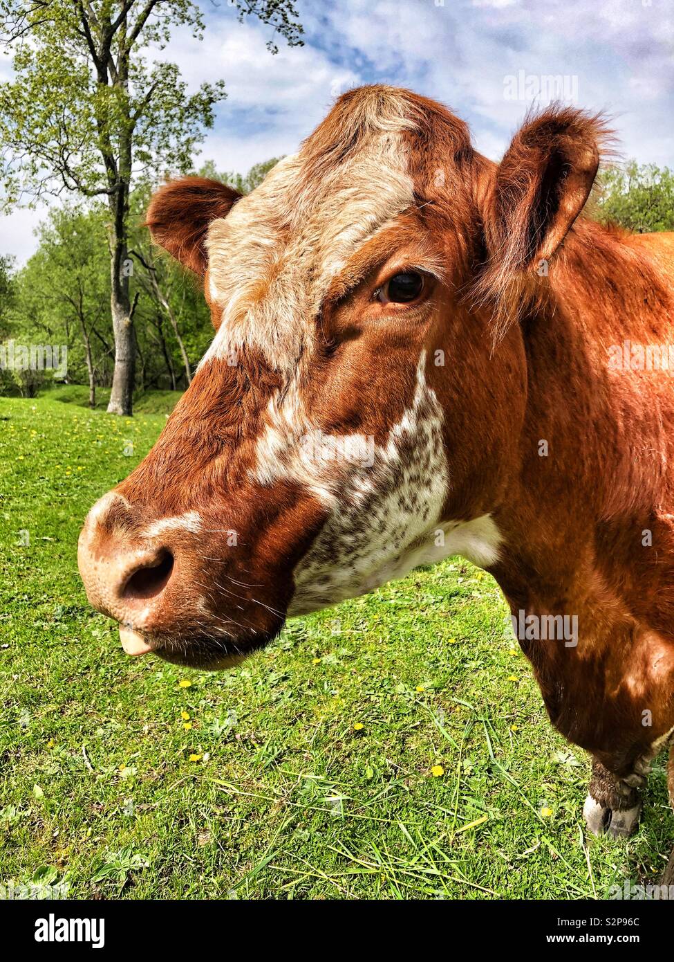 Vache brun et blanc looking at camera Banque D'Images