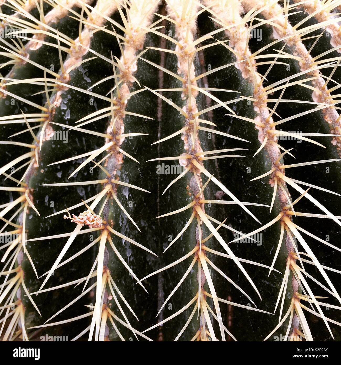 Close up d'épines de cactus - Image de stock capturée avec un smartphone