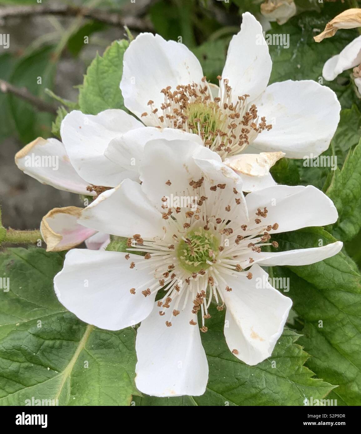 Fleur de Blackberry. Banque D'Images