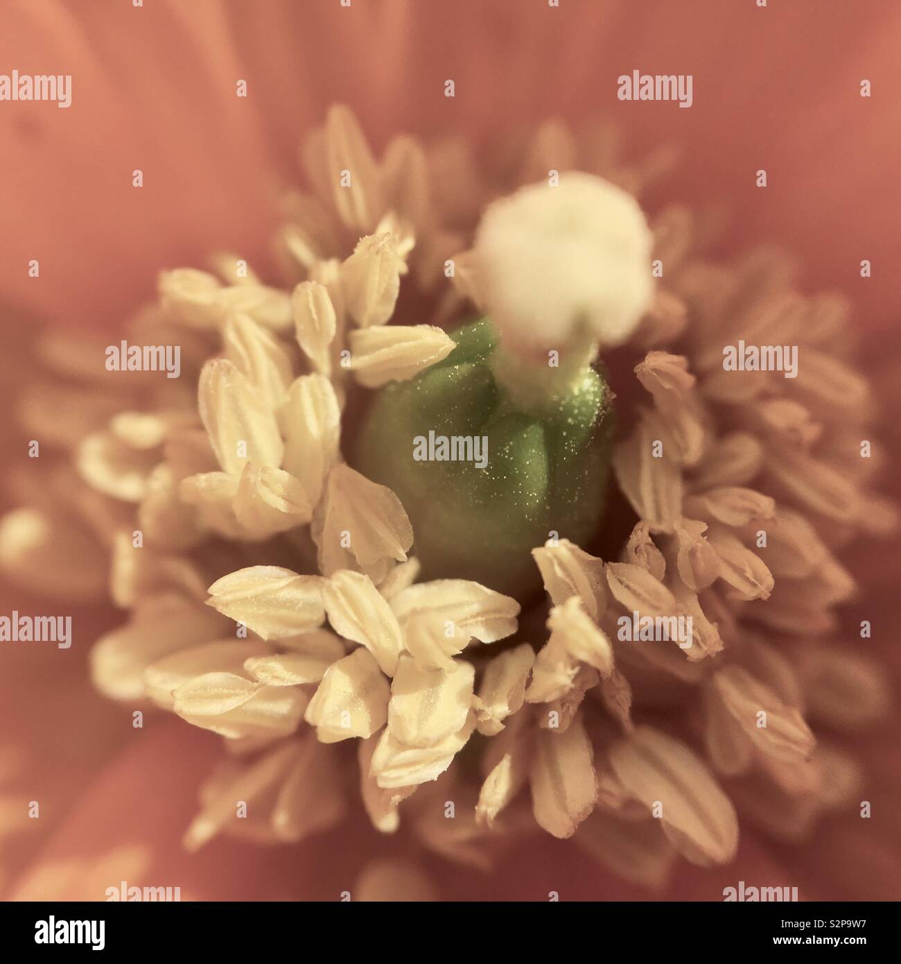Vue macro d'une étamine du pavot Banque D'Images