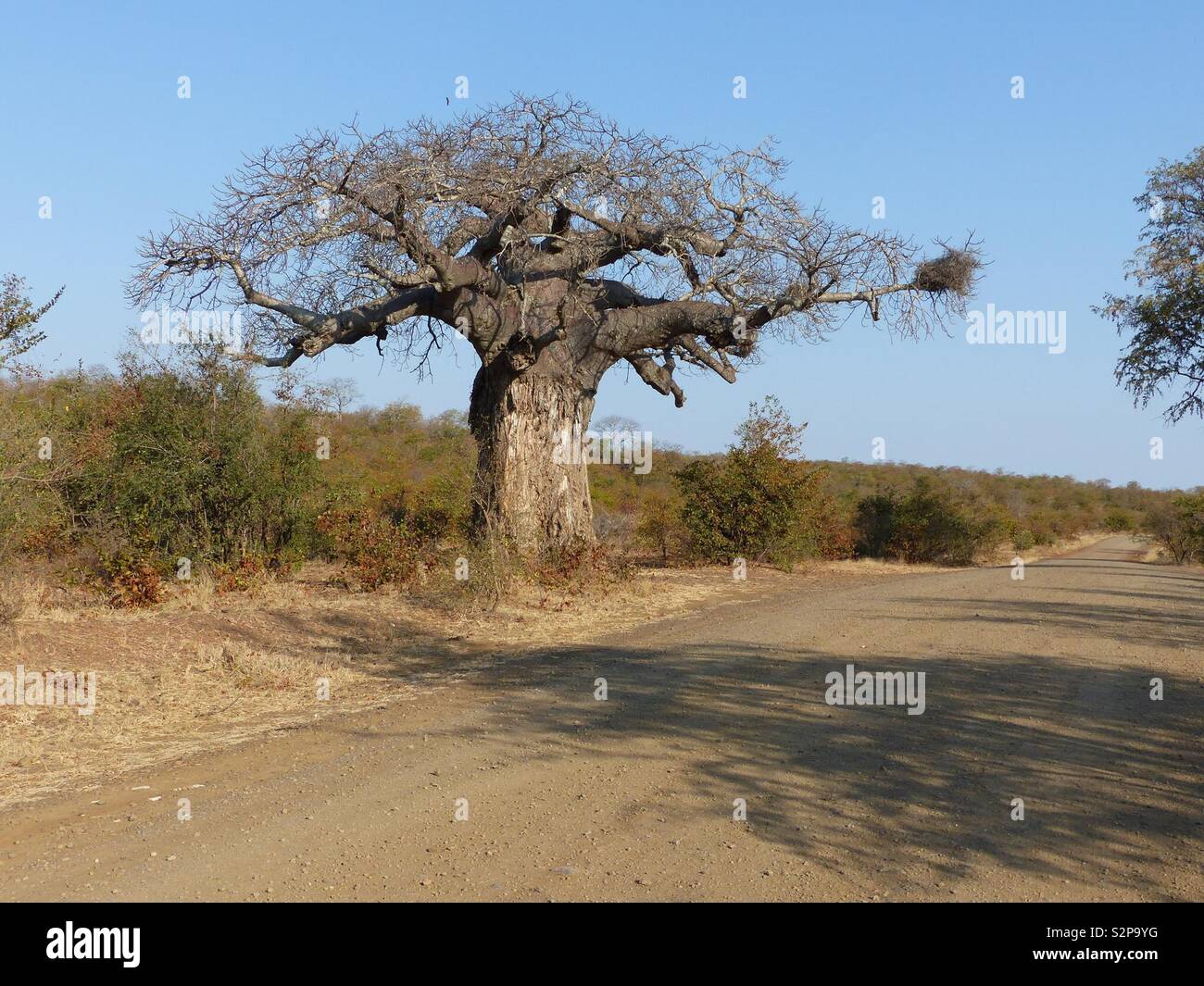 Baobab dans le parc Kruger en Afrique du Sud Banque D'Images