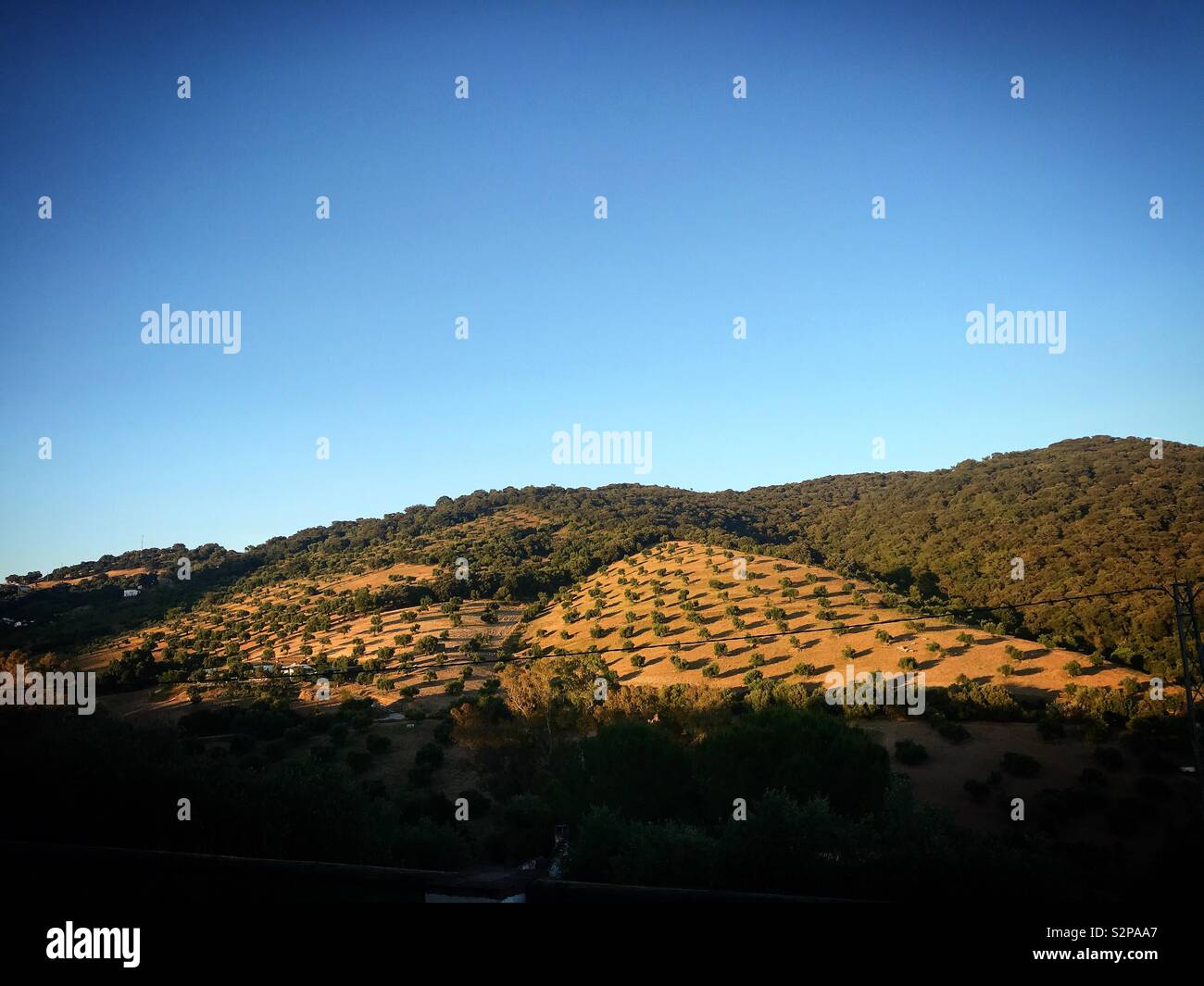 D'oliviers et une forêt en Prado del Rey, La Sierra de Grazalema, Espagne Banque D'Images