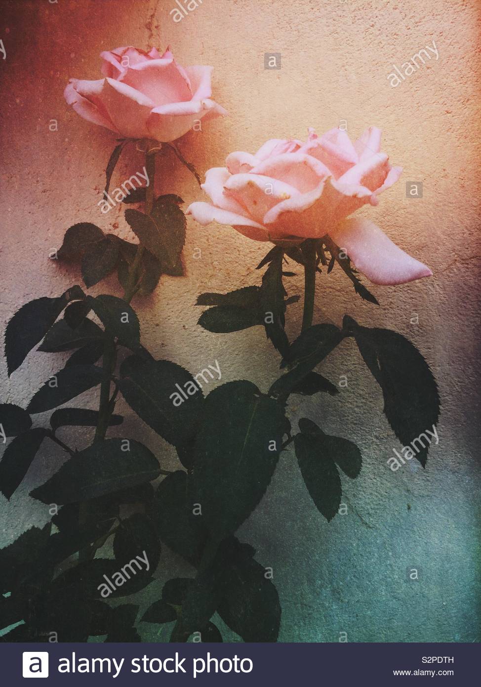 Deux fleurs roses roses Banque D'Images
