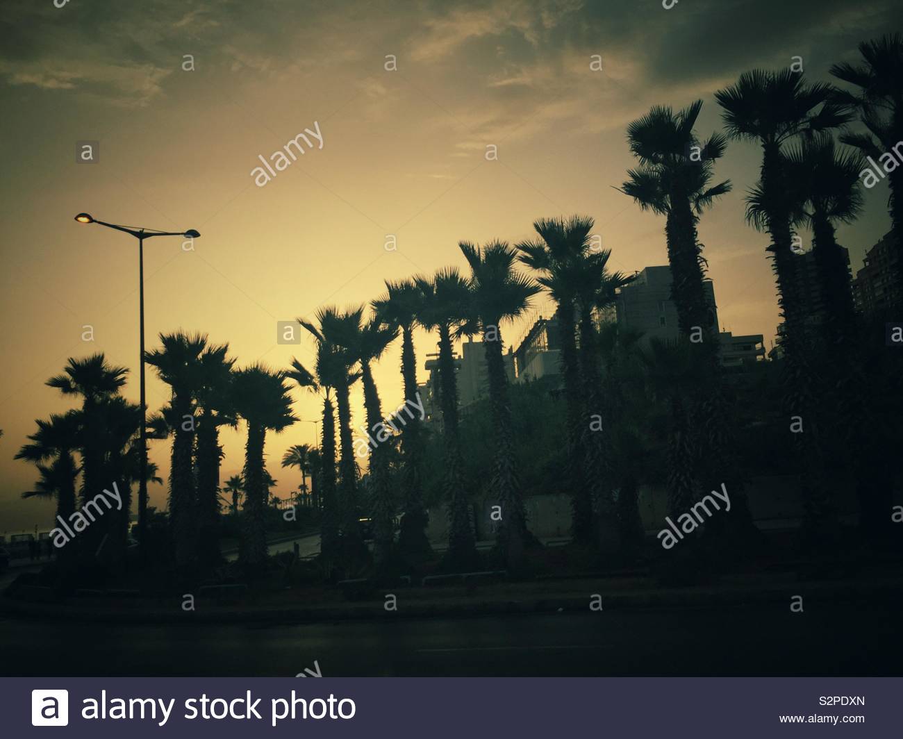 Silhouettes de palmiers au lever de Beyrouth Liban Moyen Orient Banque D'Images