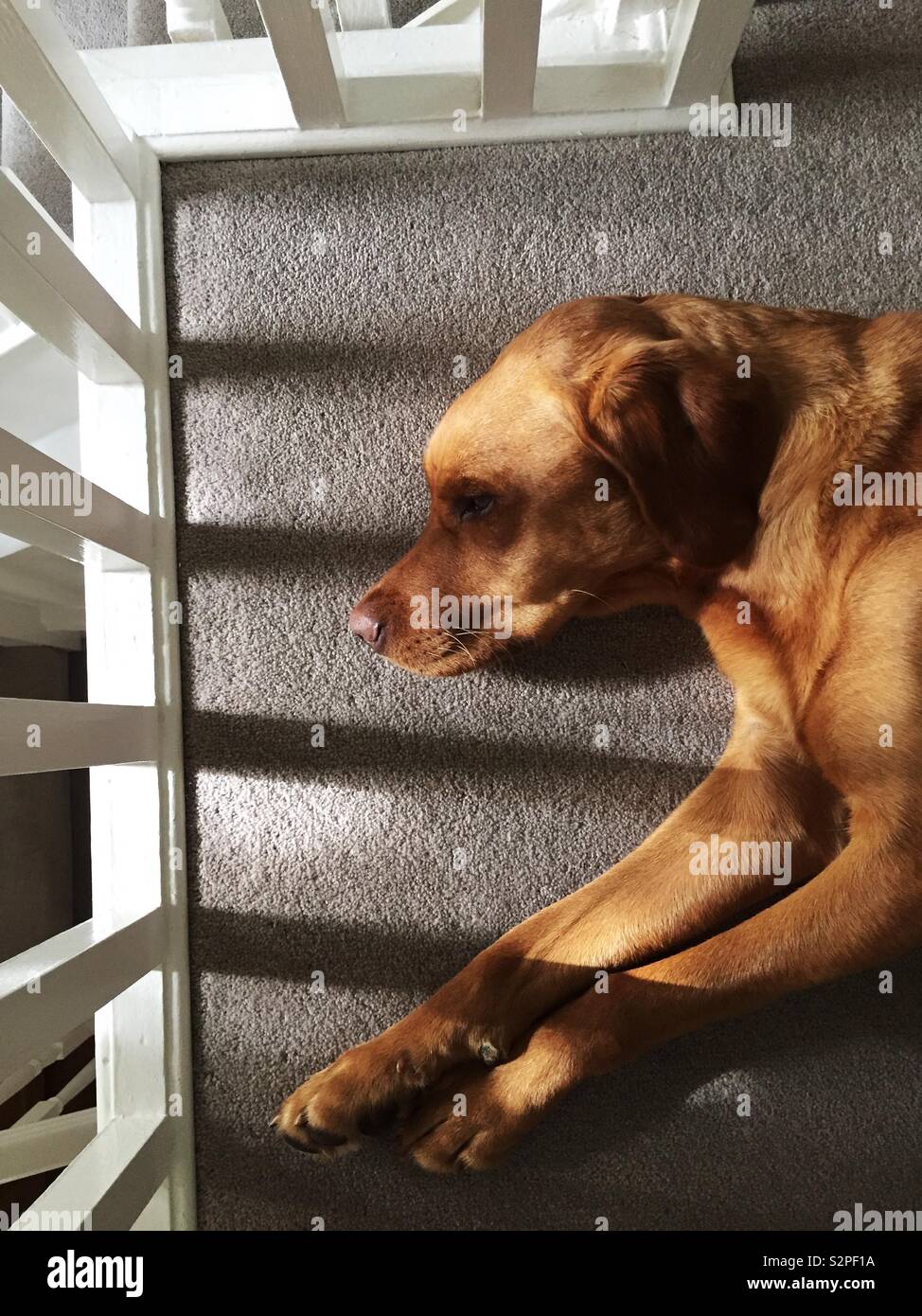 Un portrait d'un chien dormant dans une zone à fort contraste avec des tapis confortable et douce lumière de la fenêtre Banque D'Images