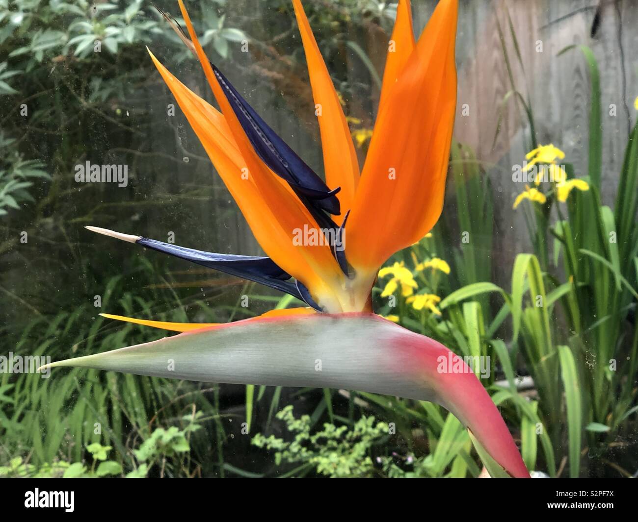 Bird of Paradise flower Banque D'Images