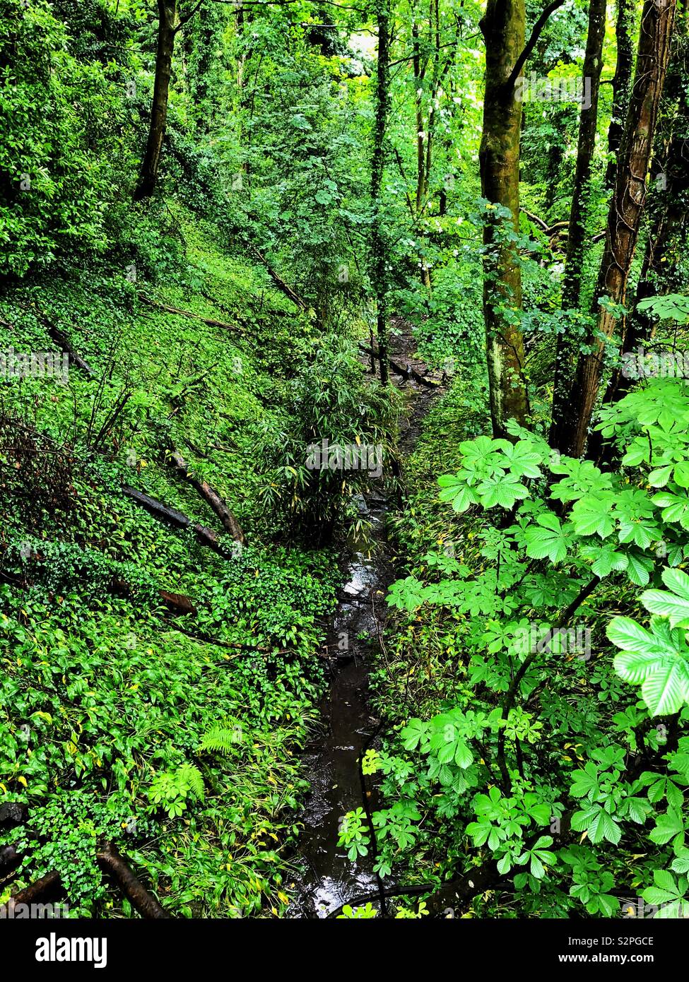 Petit cours d'eau à travers les forêts denses. Banque D'Images