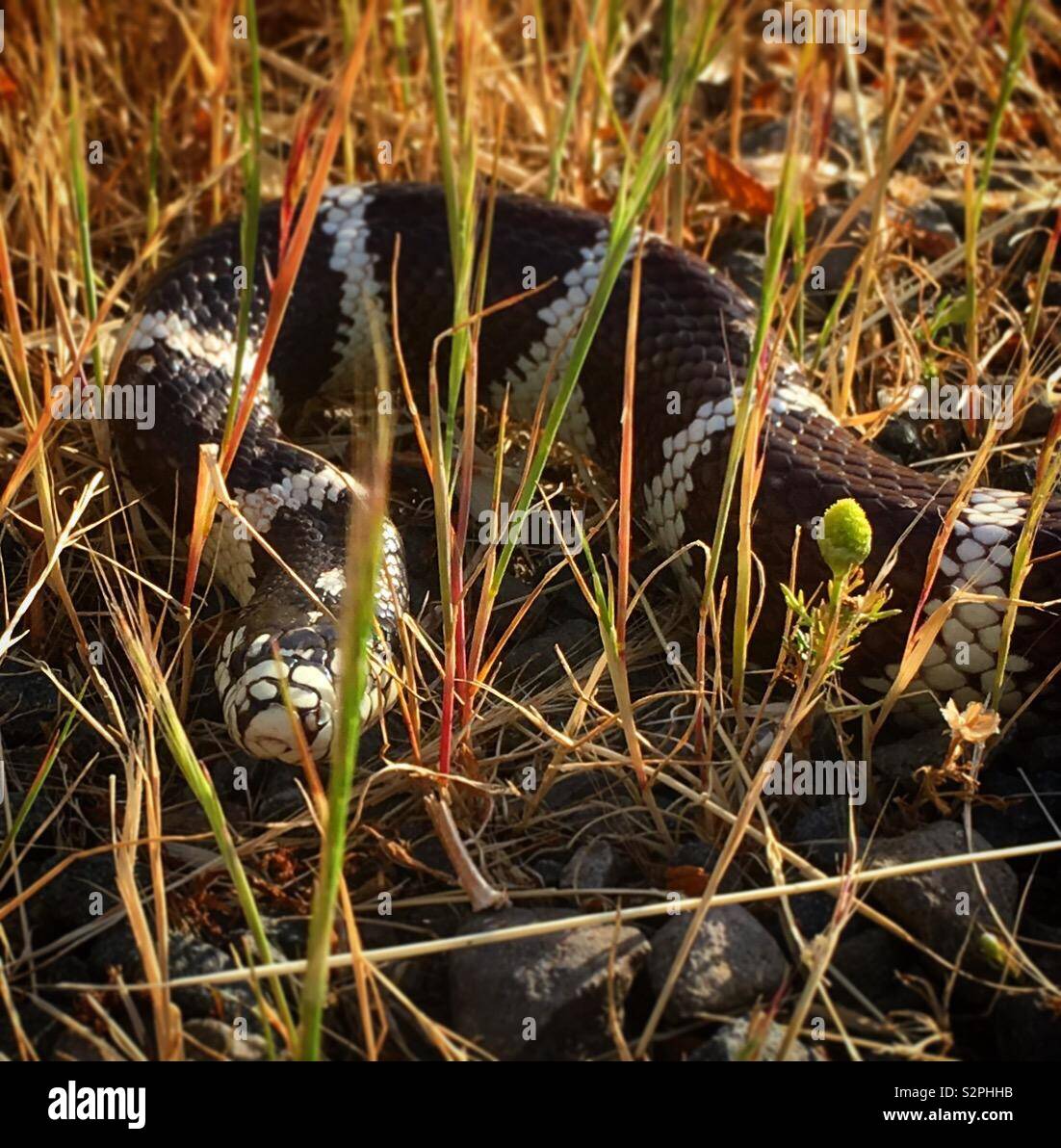 Le roi serpent dans l'herbe. Banque D'Images