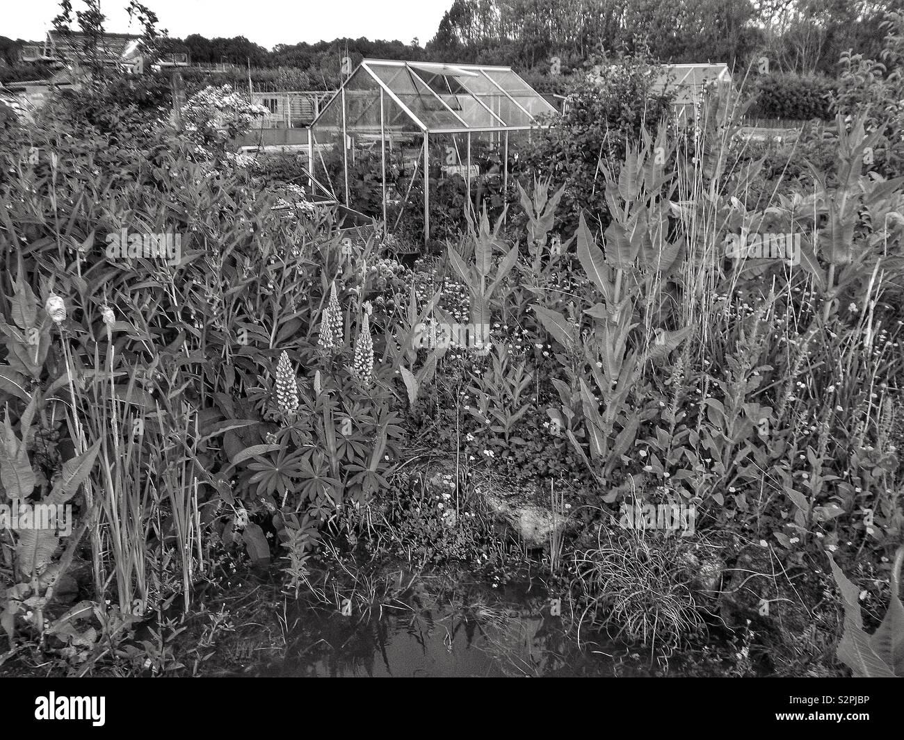 Lotissement avec étang à grenouilles et serre. Kilwinning, Ayrshire, Écosse, Royaume-Uni - Image de stock capturée avec un smartphone
