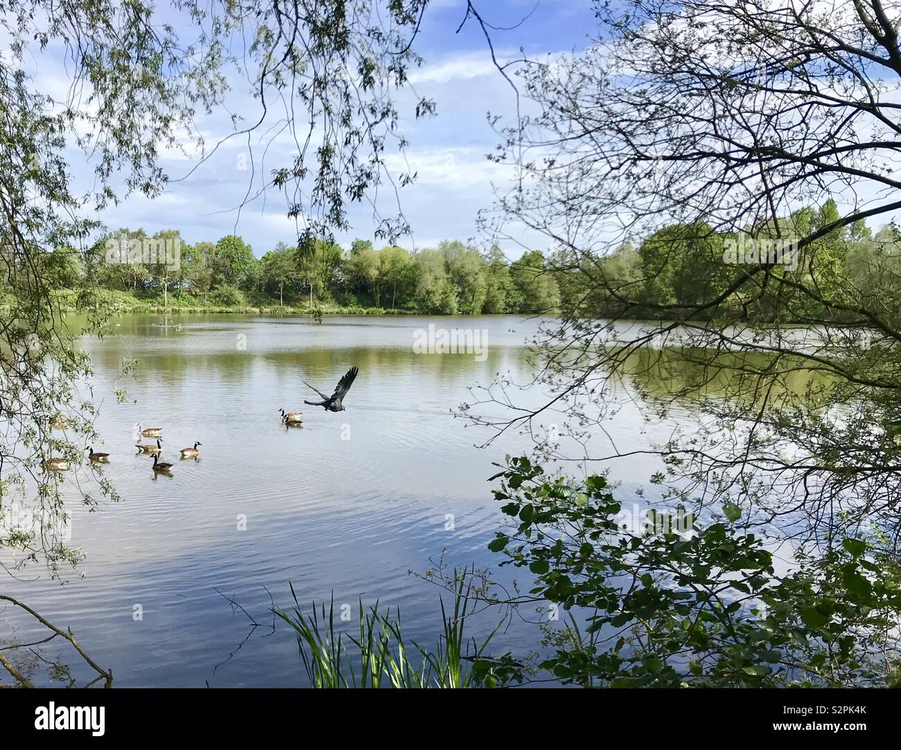 Le lac et les oiseaux - Image de stock capturée avec un smartphone