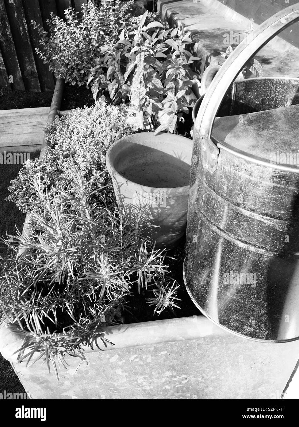 Photo en noir et blanc d'herbe avec arrosoir et pot de fleurs en acier galvanisé abreuvoir Banque D'Images