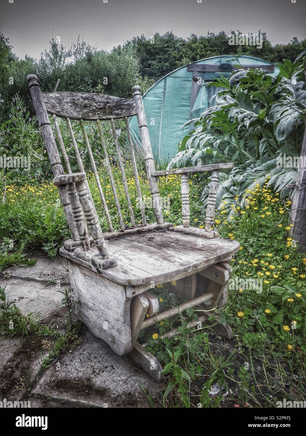 Fauteuil à bascule et renoncules Banque D'Images