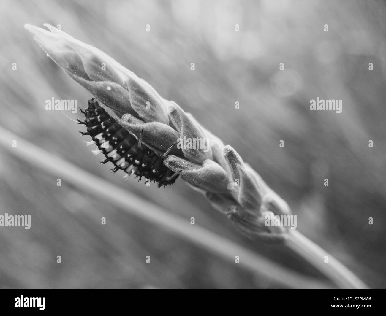 Coccinelle noire et blanche Banque de photographies et d’images à haute résolution Alamy
