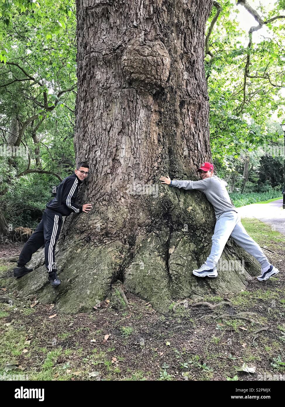 Deux jeunes hommes serrant un vieux platane de Londres en Carshalton , Surrey, UK Banque D'Images