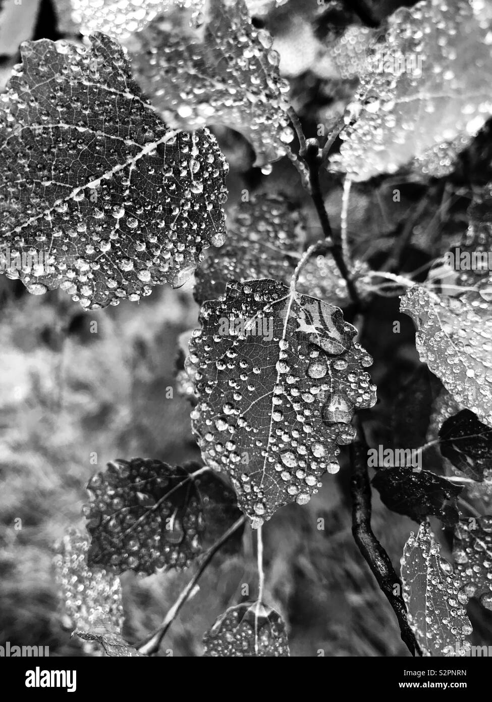 Gouttes de pluie sur les feuilles. Le noir et blanc Banque D'Images