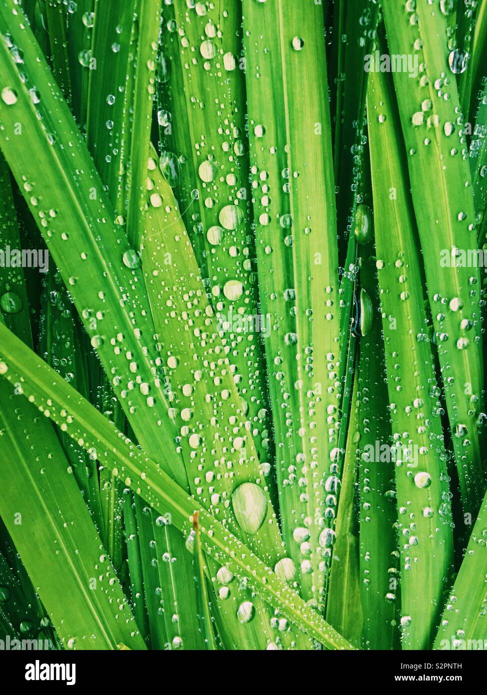Feuilles vertes avec des gouttes de pluie - Image de stock capturée avec un smartphone