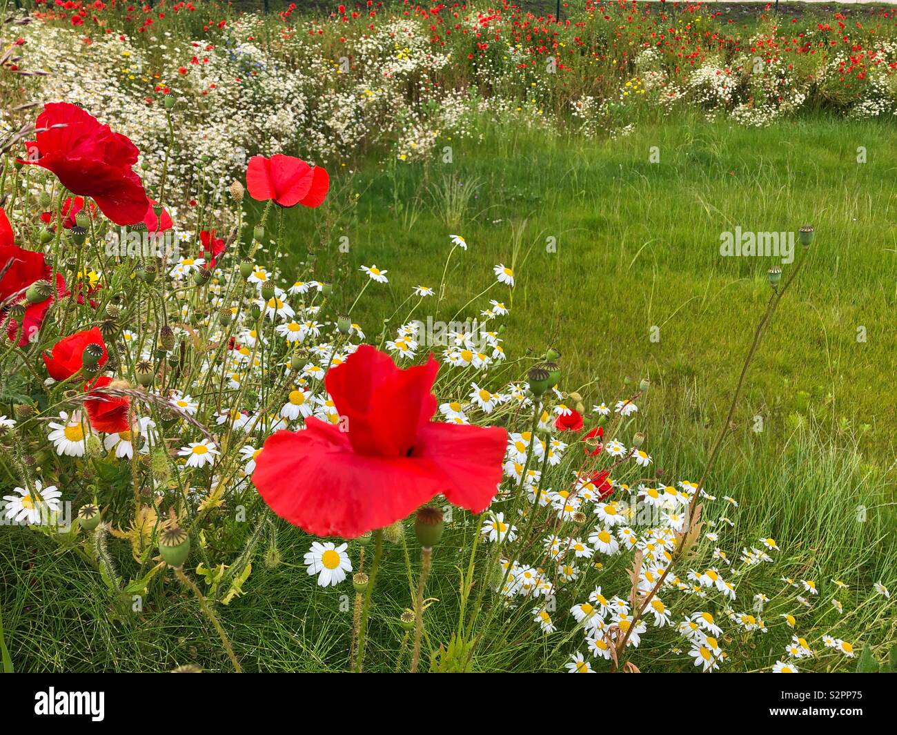 Une banque de coquelicots et autres fleurs sauvages autour d'une zone herbeuse, mi juin. Banque D'Images