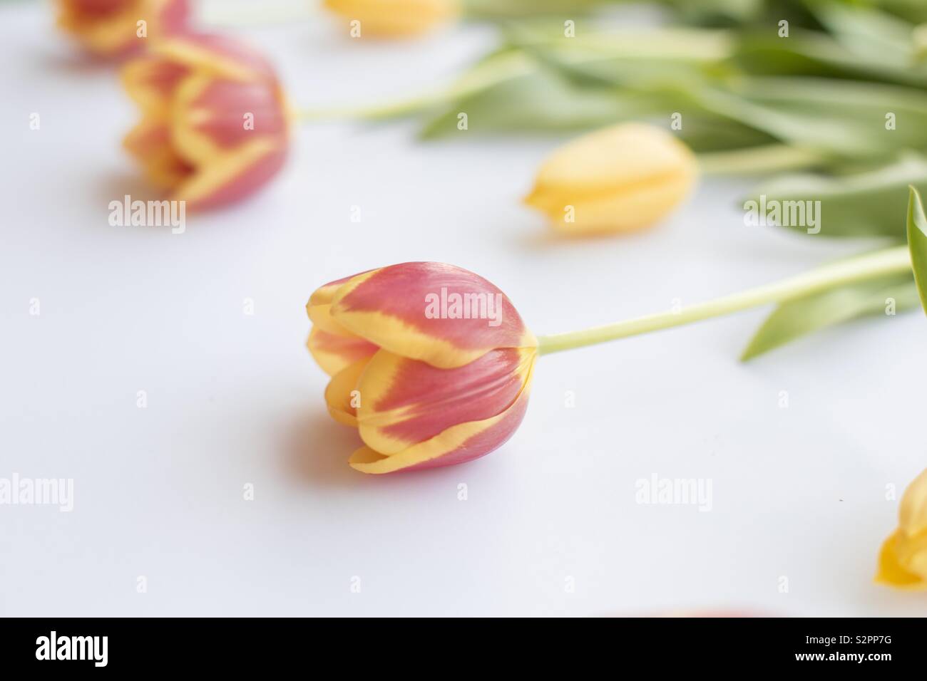 Tulipes colorées sur fond blanc Banque D'Images