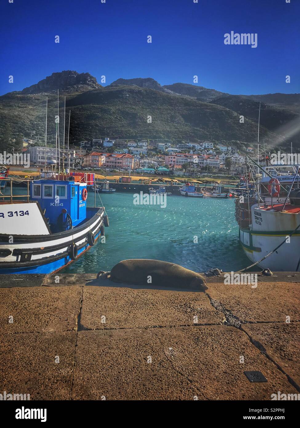 Cape fur seal lying on promenade au port de Kalk Bay, Afrique du Sud. Banque D'Images