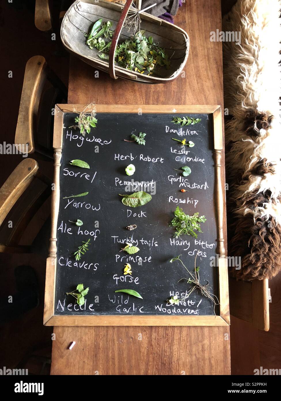 Les herbes sauvages et les aliments comestibles - Image de stock capturée avec un smartphone