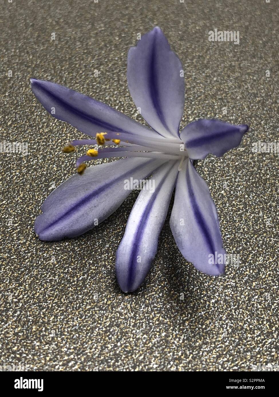 Fleuron de l'agapanthus unique fleur avec étamines et stigmatisation Banque D'Images